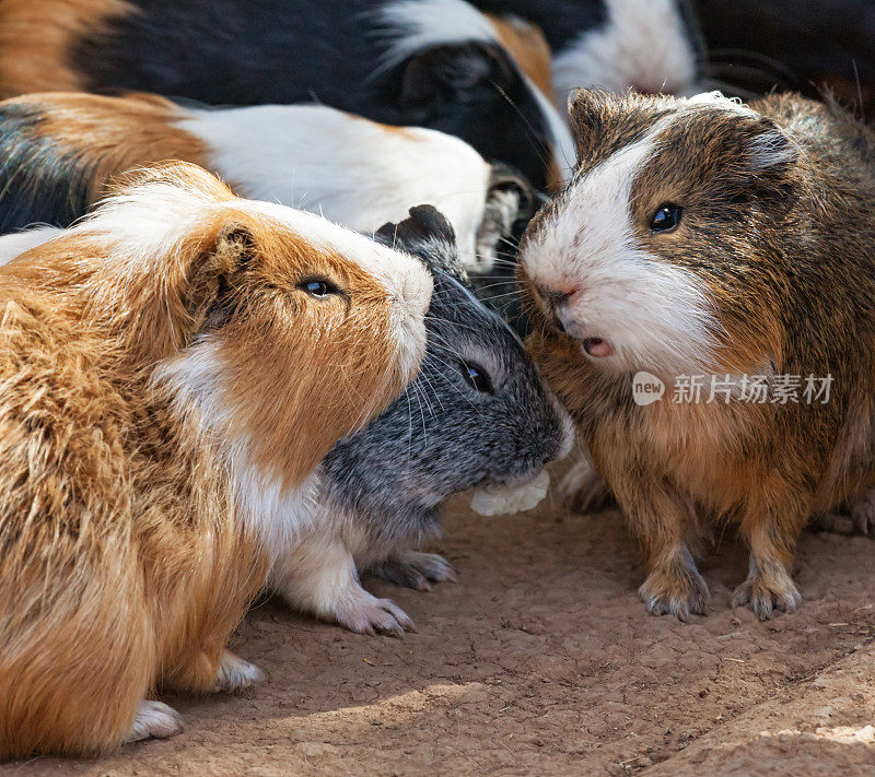 三只豚鼠(Cavia porcellus)特写